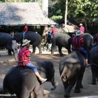 Thailand 2009 Chang Mai Elefant Camp 009.jpg